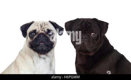 Beau couple de chiens pug carlino isolé sur fond blanc Banque D'Images