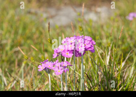 Birds Eye - Primrose primula farinosa Banque D'Images