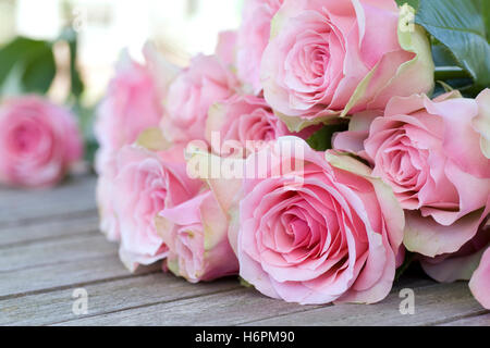 Belles roses roses Banque D'Images