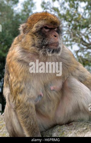 Gibraltar Barbary macaque, un des seuls singes sauvages en Europe, sur la partie supérieure du Rocher Banque D'Images