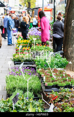 Un week-end street market sur Holloway Road, au nord de Londres, UK Banque D'Images