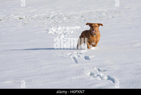 Red Fox labrador chien jouant dans la neige chasse neige Banque D'Images