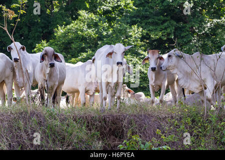 Gros plan avec l'extérieur les bovins nourris d'herbe posant pour une photo Banque D'Images