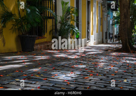 Les feuilles colorées et de fleurs le long de la Caleta pavées de San Juan street dans le Vieux San Juan (Puerto Rico) Banque D'Images