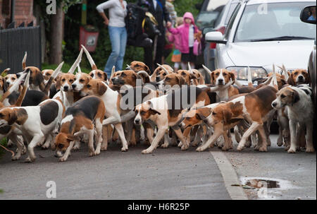 Un pack de chiens retour à l'informatique Banque D'Images