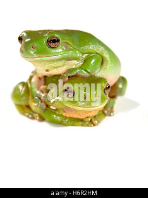 Arbre isolé de l'appareil photo d'amphibiens Animaux faune grenouille rainette billet vert photo image grenouilles vert pelouse déduction copie Banque D'Images