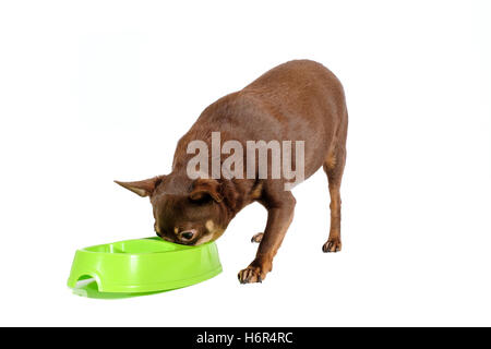 L'excès de fédération de toy dog eating Banque D'Images