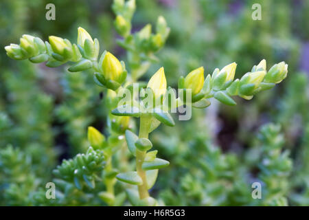 Tasteless stonecrop sedum sexangulare () Banque D'Images