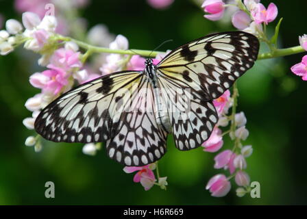 araignées insectes Banque D'Images