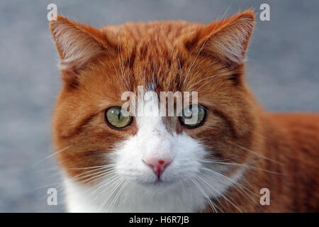 animaux domestiques Banque D'Images