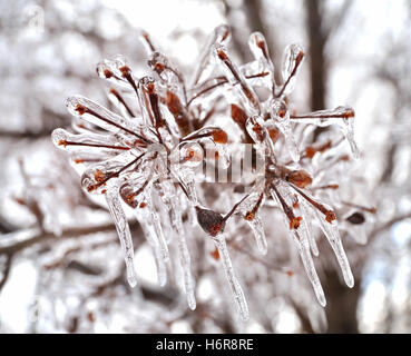 Neige arbre hiver cocaïne coke drogue drogues toxicomanogènes matériel anesthésique gros plan bleu bois forêt arbre arbres holiday vacation Banque D'Images