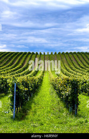 Agriculture Banque D'Images