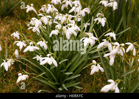 Genre, les perce-neige Galanthus, Cumbria, Angleterre Banque D'Images