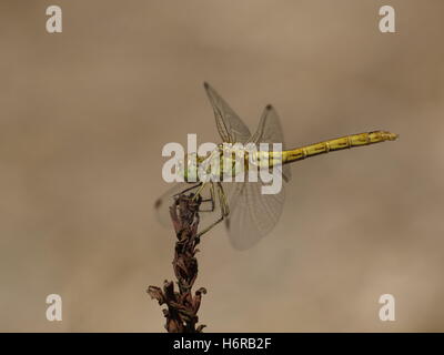 Macro Macro close-up admission vue en gros Insectes Insectes Insectes Insectes libellule libellules direction green hunter black Banque D'Images
