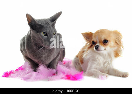 Chiot Chien chat chaton oriental chat domestique animal animaux amitié brun marron bébé chat chaton studio brunette homey Banque D'Images