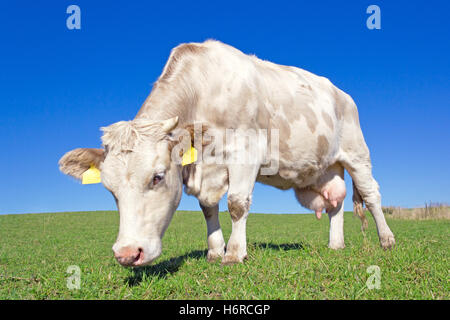 Blue Horizon Agriculture agriculture animale brille brille sereine lumière lucent ensoleillée lumineux extérieur terrain de reproduction du lait Banque D'Images