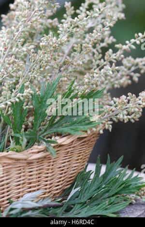 Armoise (Artemisia vulgaris) à k Banque D'Images