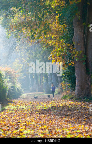 Builth Wells, Powys, Wales, UK. 31 octobre, 2016. Couleurs d'automne sont vus le long des rives de la rivière Irfon à Builth Wells, Powys, Pays de Galles, au Royaume-Uni. Credit : Graham M. Lawrence/Alamy Live News. Banque D'Images