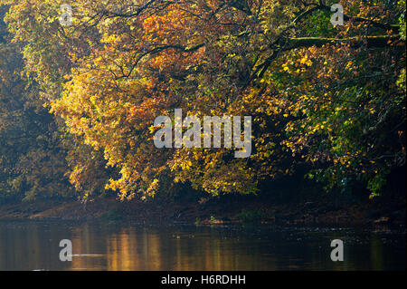 Builth Wells, Powys, Wales, UK. 31 octobre, 2016. Couleurs d'automne sont vus le long des rives de la rivière Irfon à Builth Wells, Powys, Pays de Galles, au Royaume-Uni. Credit : Graham M. Lawrence/Alamy Live News. Banque D'Images