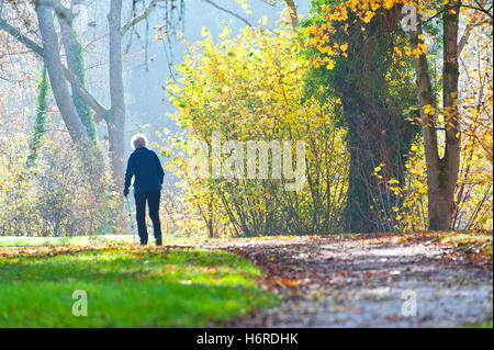 Builth Wells, Powys, Wales, UK. 31 octobre, 2016. Couleurs d'automne sont vus le long des rives de la rivière Irfon à Builth Wells, Powys, Pays de Galles, au Royaume-Uni. Credit : Graham M. Lawrence/Alamy Live News. Banque D'Images