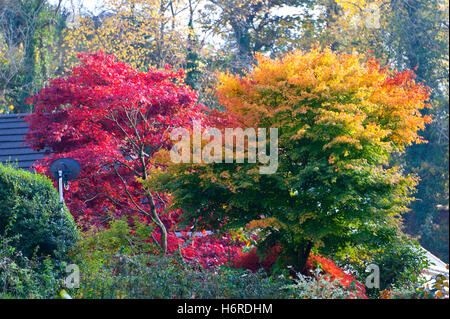 Builth Wells, Powys, Wales, UK. 31 octobre, 2016. Couleurs d'automne sont vus le long des rives de la rivière Irfon à Builth Wells, Powys, Pays de Galles, au Royaume-Uni. Credit : Graham M. Lawrence/Alamy Live News. Banque D'Images