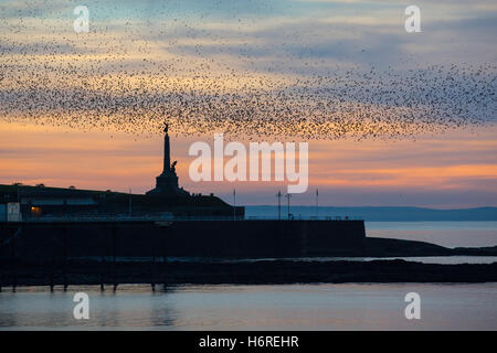 Aberystwyth, Pays de Galles, Royaume-Uni. 31 octobre 2016. 'Les oiseaux, les oiseaux !". C'est l'halloween et des milliers d'étourneaux sont revenus de leur pause 'summer' pour leur repos d'hiver à Aberystwyth's Royal Pier. Ils passent un certain temps autour de la jetée et de la ville, monument commémoratif de guerre avant de s'installer sous la jetée au coucher du soleil. Credit : Alan Hale/Alamy Live News Banque D'Images