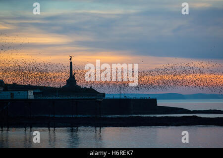 Aberystwyth, Pays de Galles, Royaume-Uni. 31 octobre 2016. 'Les oiseaux, les oiseaux !". C'est l'halloween et des milliers d'étourneaux sont revenus de leur pause 'summer' pour leur repos d'hiver à Aberystwyth's Royal Pier. Ils passent un certain temps autour de la jetée et de la ville, monument commémoratif de guerre avant de s'installer sous la jetée au coucher du soleil. Credit : Alan Hale/Alamy Live News Banque D'Images