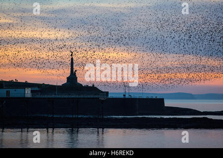 Aberystwyth, Pays de Galles, Royaume-Uni. 31 octobre 2016. 'Les oiseaux, les oiseaux !". C'est l'halloween et des milliers d'étourneaux sont revenus de leur pause 'summer' pour leur repos d'hiver à Aberystwyth's Royal Pier. Ils passent un certain temps autour de la jetée et de la ville, monument commémoratif de guerre avant de s'installer sous la jetée au coucher du soleil. Credit : Alan Hale/Alamy Live News Banque D'Images