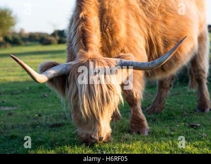 Vache Highland cattle à longues cornes pâturage sur un après-midi d'octobre ensoleillé dans la New Forest, Hampshire, Royaume-Uni Banque D'Images