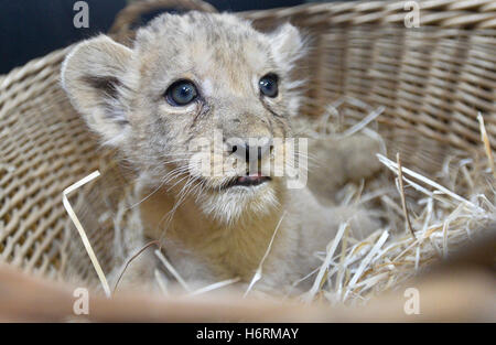 Pilsen, République tchèque. 06Th Nov, 2016. Nouveau Barbary lion cub a été baptisé au zoo Plzen, République tchèque, le 1 novembre 2016. Photo : CTK Miroslav Chaloupka/Photo/Alamy Live News Banque D'Images