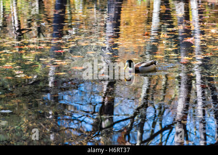 Glasgow, Ecosse, Royaume-Uni. 1er novembre 2016. Réflexions d'automne dans la région de Duck Pond Pollok Country Park Crédit : Tony Clerkson/Alamy Live News Banque D'Images