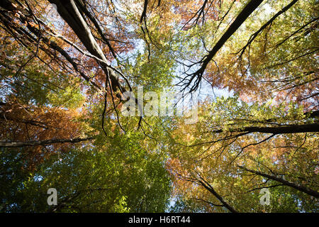 Glasgow, Ecosse, Royaume-Uni. 1er novembre 2016. Couleurs d'automne dans les arbres à Pollok Country Park, Glasgow Crédit : Tony Clerkson/Alamy Live News Banque D'Images