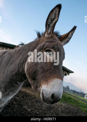 Âne avec fourrure gris et un museau blanc Banque D'Images