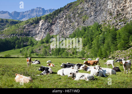 Belle colline montagne nice beauteously animal brun pierre brun brunette tourisme agriculture l'agriculture brille brille Banque D'Images