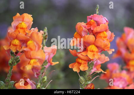 plantes fleurs Banque D'Images