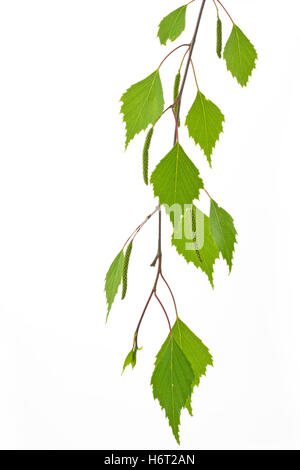 Une feuille de bouleau (Betula) Banque D'Images