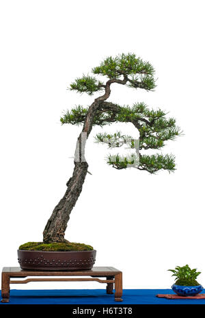 Comme pin bonsaï arbre Banque D'Images