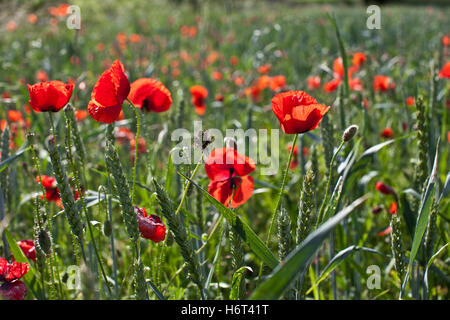 plantes fleurs Banque D'Images