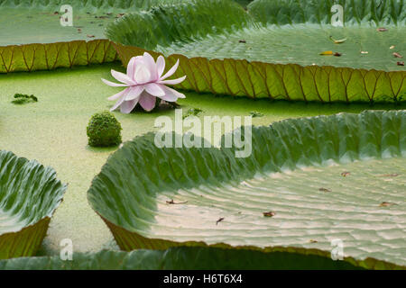 Victoria Amazonica, Nénuphar géant, fleur Banque D'Images