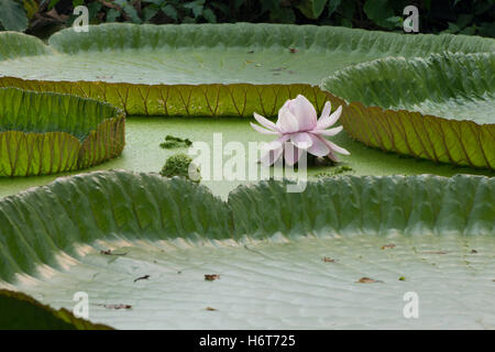 Victoria Amazonica, Nénuphar géant, fleur Banque D'Images