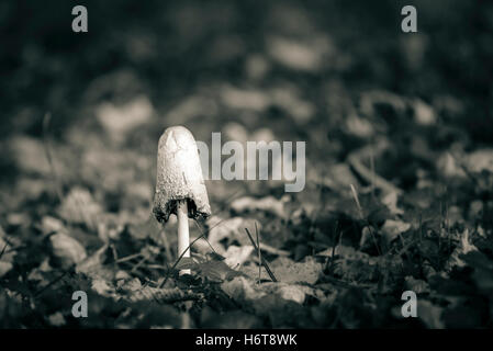 Dans les bois de champignons en automne feuillage sur la masse forestière, noir et blanc Banque D'Images