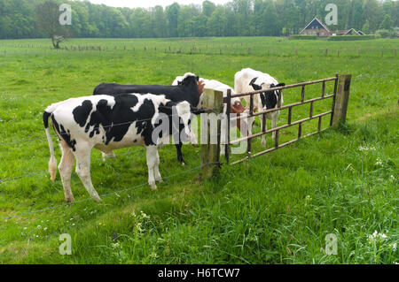Pays-bas des animaux de ferme vache frisonne veau animal agricole Prairie Agriculture agriculture mammifères basané noir profond jetblack Banque D'Images