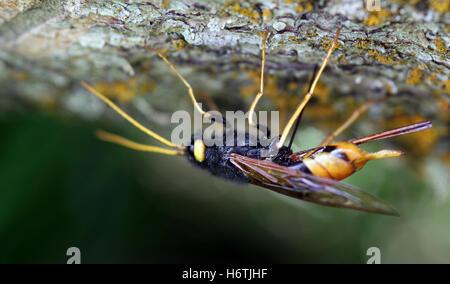 Urocerus gigas wasp bois géant Banque D'Images