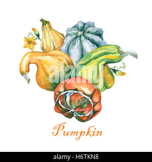 Les citrouilles. Citrouilles décoratives de l'aquarelle sur fond blanc. Banque D'Images