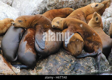 Les lions de mer en Californie Banque D'Images