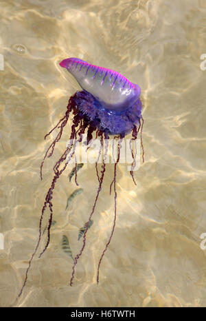 Les polypes poison poison méduses méduses polypes dangereux des caraïbes portugiesische galeere seeblase staatsqualle physalia Banque D'Images
