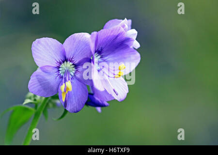 Le Polemonium caruleum Banque D'Images