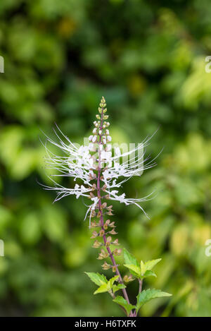 plantes fleurs Banque D'Images