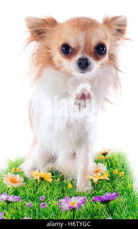 Animal Animaux chien paw bonjour bonjour bonjour petite fleur plante tout petit studio court daisy miniature herb salute mettre assis s'asseoir Banque D'Images