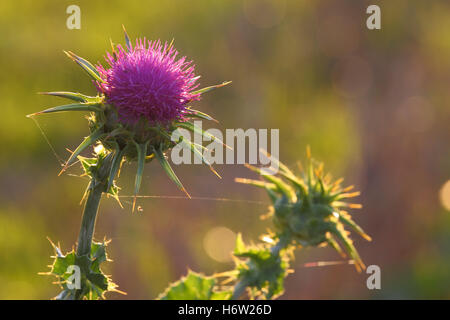 Le chardon de lait dans la lumière du soir Banque D'Images